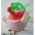 Tinted Roses - Red, Green, White